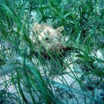 Sunlight through underwater seagrass