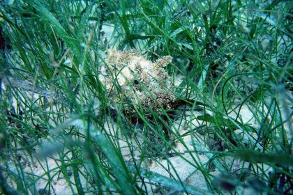 Sunlight through underwater seagrass