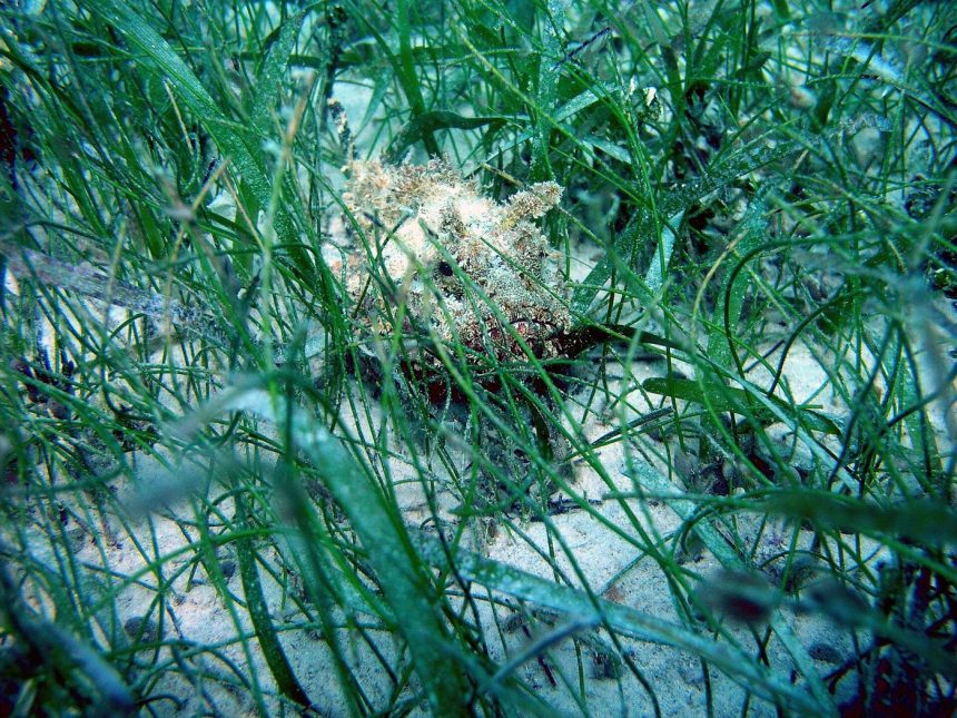 Sunlight through underwater seagrass